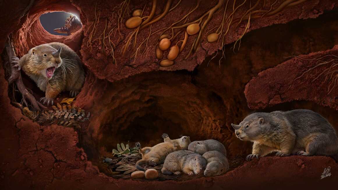 老標(biāo)本新發(fā)現(xiàn)-哺乳動(dòng)物頜關(guān)節(jié)演化新證據(jù)與驅(qū)動(dòng)假說(shuō)